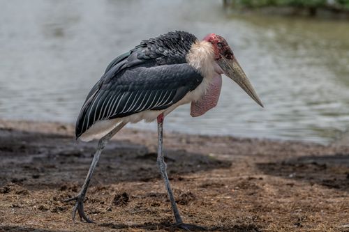 Free Marabou stork standing by a serene lakeside in Bangkok, showcasing its impressive plumage. Stock Photo