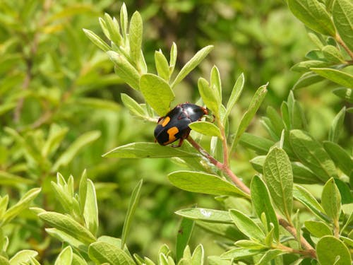Close-up of a Beetle on a Branch 