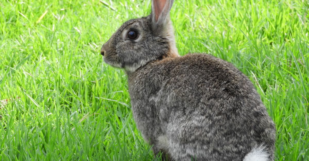 Rabbit in Nature · Free Stock Photo