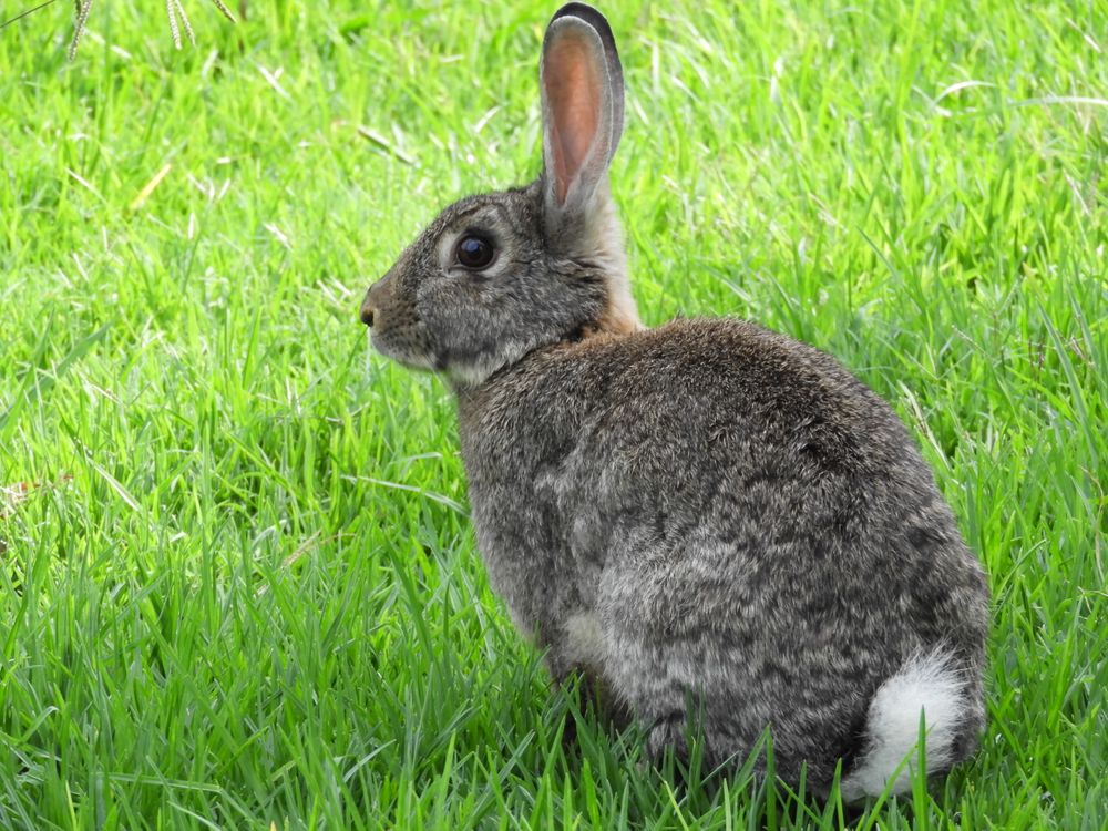 Rabbit in Nature · Free Stock Photo