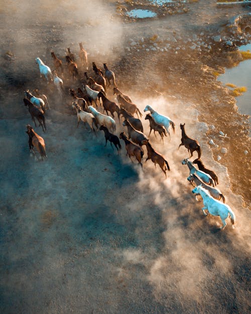 Photos gratuites de chevaux, nature, photo avec un drone