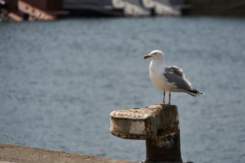 Free Seagull resting on a harbor bollard with water background, capturing coastal wildlife essence. Stock Photo