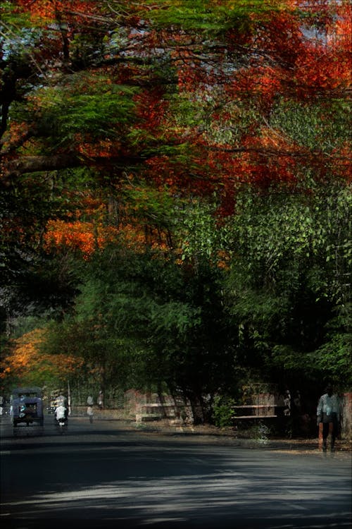 Kostnadsfri bild av ett träd av gulmohor