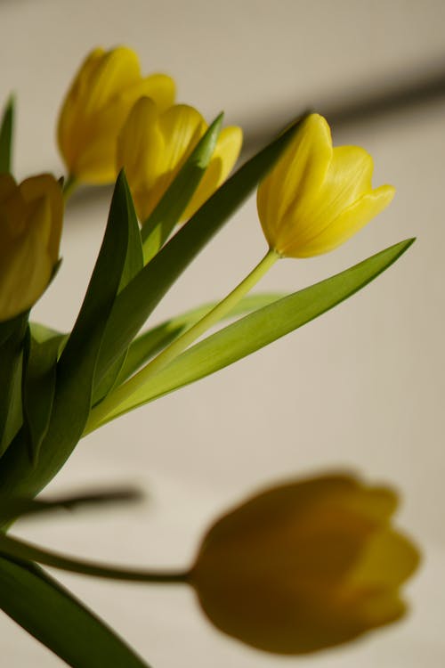 Yellow Tulips on White Background