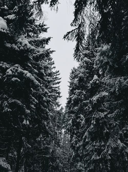 Foto d'estoc gratuïta de arbres, bosc, constipat