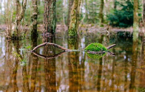 Mossy Branches Sticking out of a Forest Pond