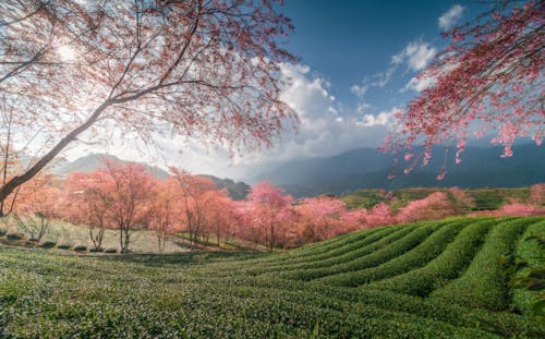 Green Tea Plantation Surrounded by Cherry Blossoms