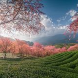 O Quy Ho Tea Hill