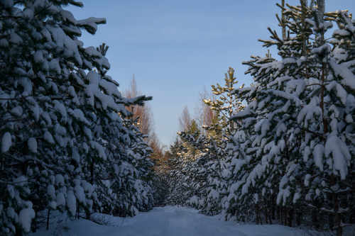 Free Serene snowy path in a coniferous forest during winter, under a clear blue sky. Stock Photo
