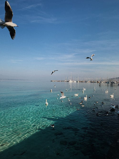 Foto d'estoc gratuïta de aigua blava, cigne