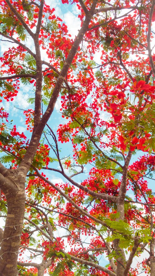 Free stock photo of beautiful nature, beauty of nature, blue sky