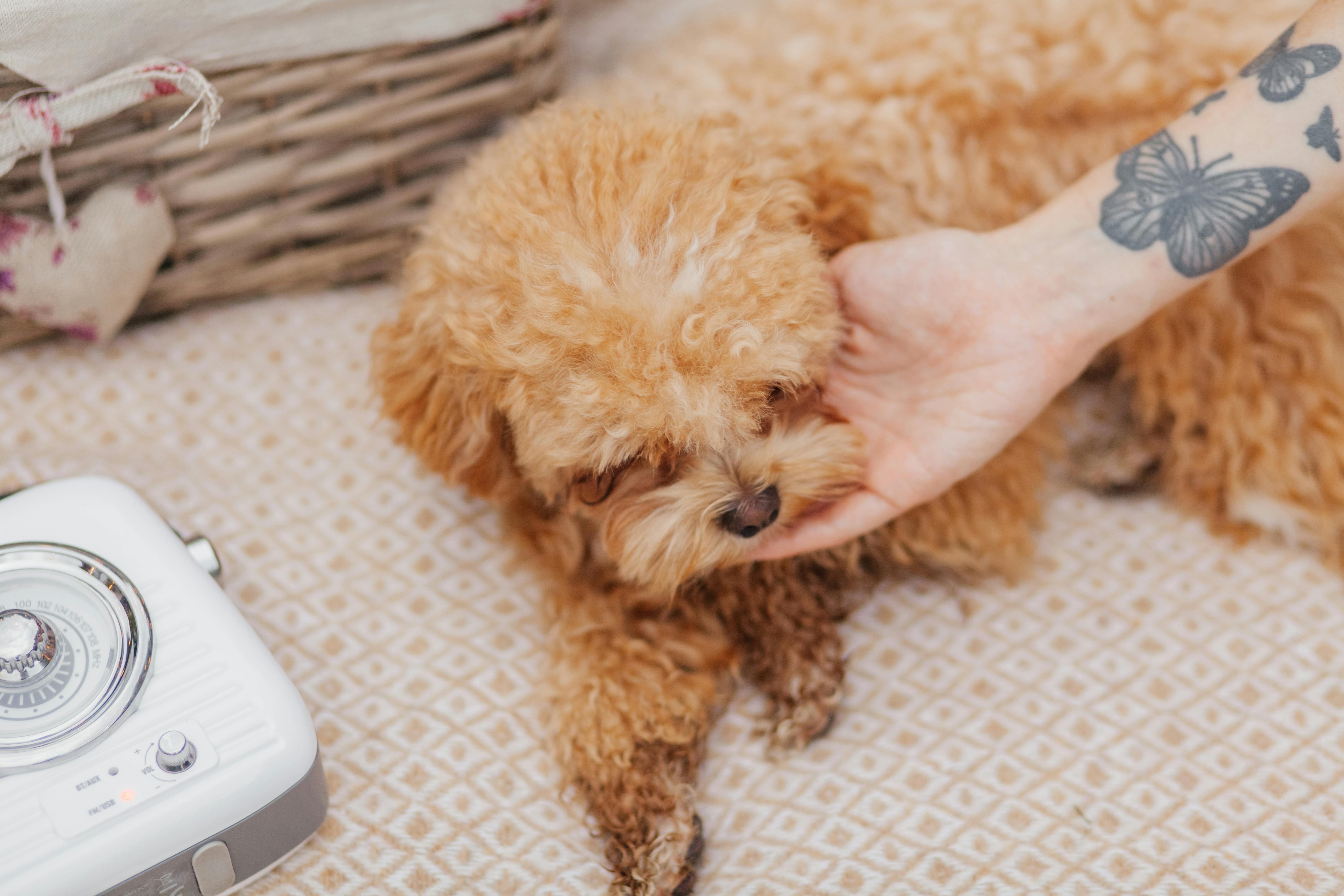 pet technology brain — Photo by Karina Rymarchuk on Pexels