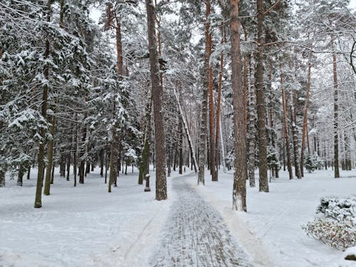 Walkway Through the Park in Winter