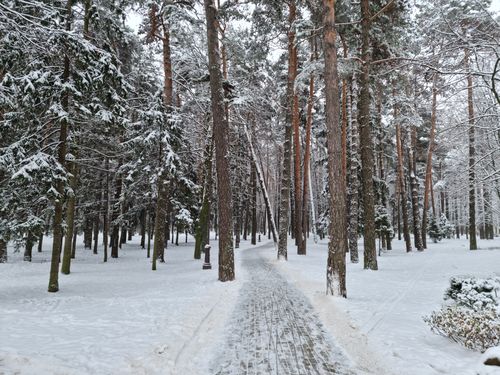 Free A serene snowy pathway through a tranquil winter forest, lined with tall trees. Stock Photo