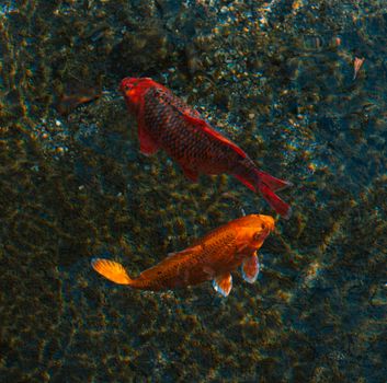 fish photo