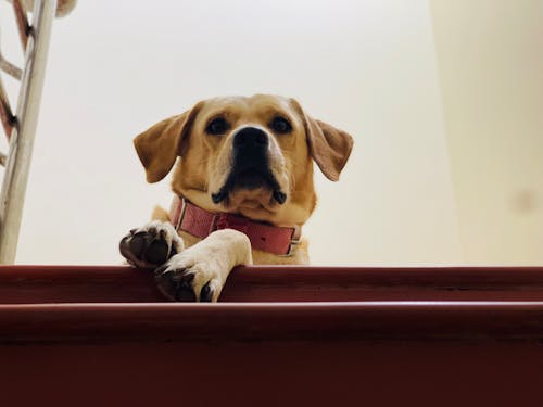 Dog Waiting at the Top of the Stairs