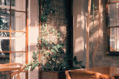 Free A cozy indoor setting with lush plants and warm sunlight streaming through windows, creating a peaceful ambiance. Stock Photo