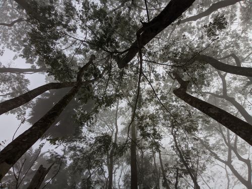 Free Looking up at a misty forest canopy in Chandpur, Bangladesh, enveloped in fog. Stock Photo