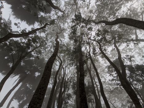 Foggy view of tall trees reaching skyward in a misty forest in Chandpur, Bangladesh.