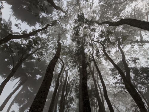 Free Foggy view of tall trees reaching skyward in a misty forest in Chandpur, Bangladesh. Stock Photo