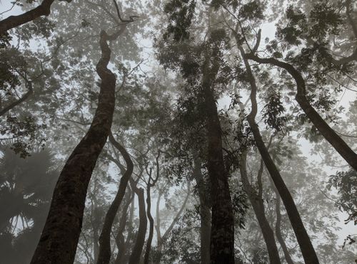 Free Fog envelops towering trees in a serene Bangladeshi forest, creating a mystical atmosphere. Stock Photo