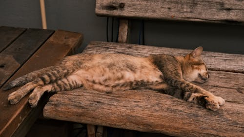 Cat Sleeping on Wooden Bench