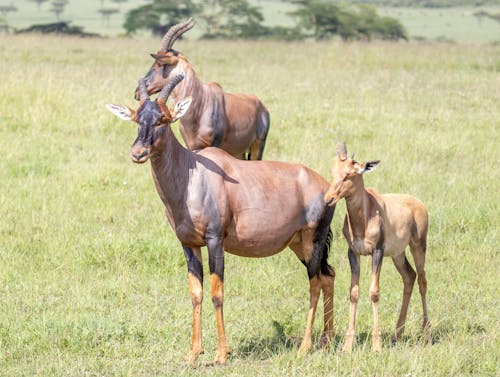 Common Tsessebe Antelopes