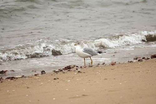 Free A seagull stands on the sandy beach with gentle waves in the background. Stock Photo