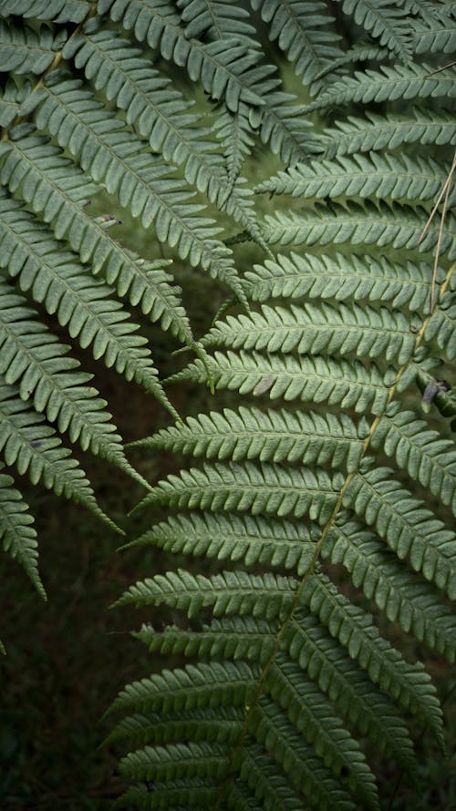 Darmowe zdjęcie z galerii z liście, natura, paproć