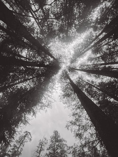 Tall Trees in Deep Forest