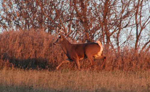 Free Deer On The Run Stock Photo