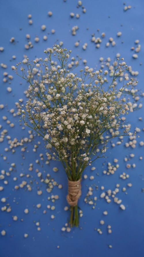 꽃, 꽃잎, 벽의 무료 스톡 사진