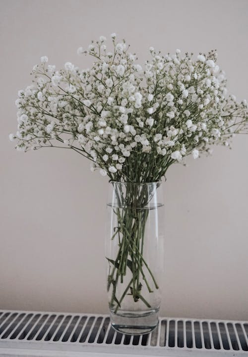Foto profissional grátis de água, flores, fundo branco