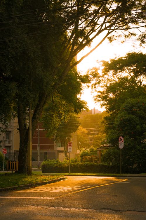 Free Tranquil urban park scene with golden sunset light filtering through tall trees and leafy shrubs. Stock Photo