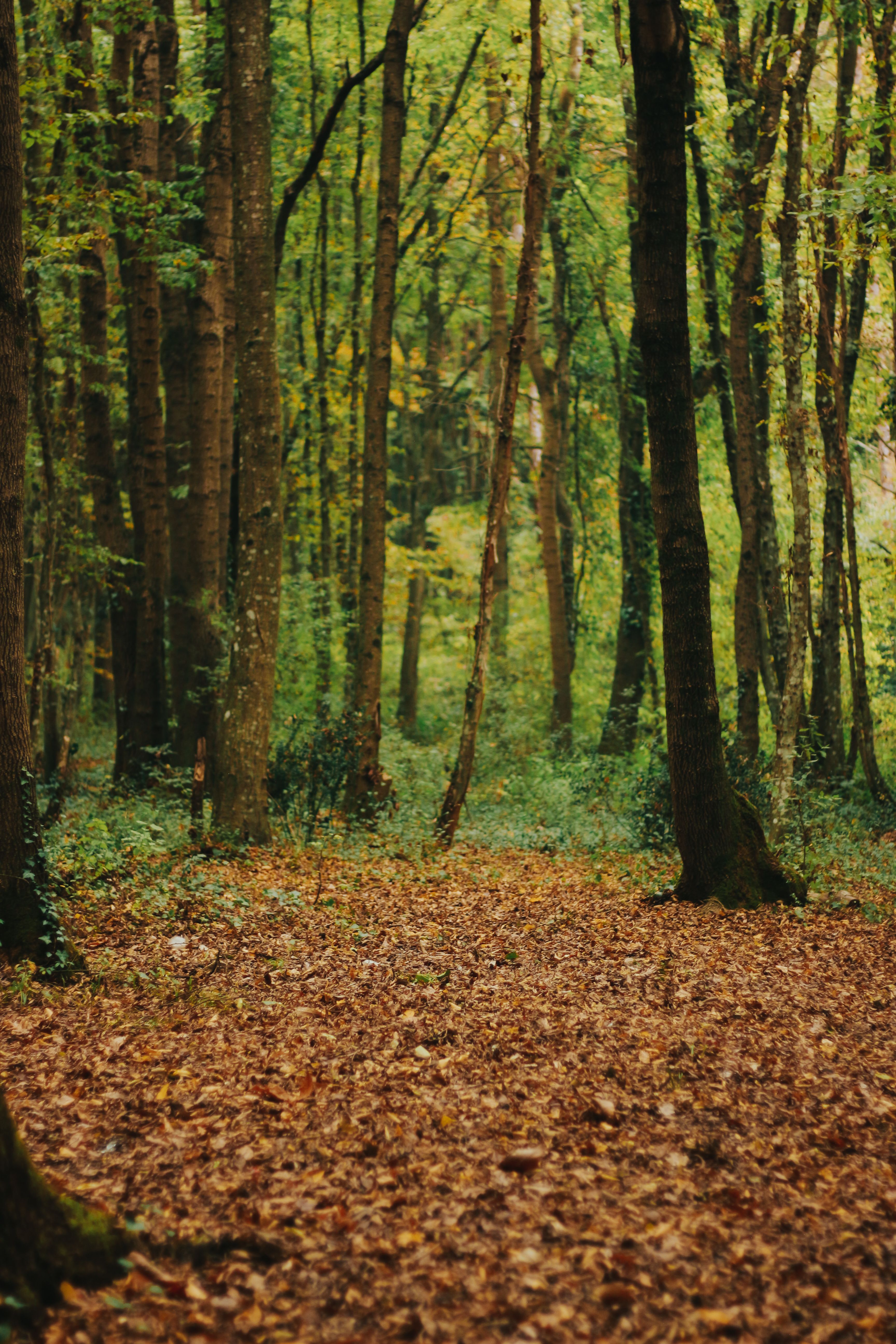 Golden Leaves in a Forest · Free Stock Photo