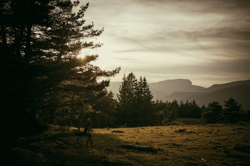 Kostenloses Stock Foto zu außerorts, bäume, grasfläche