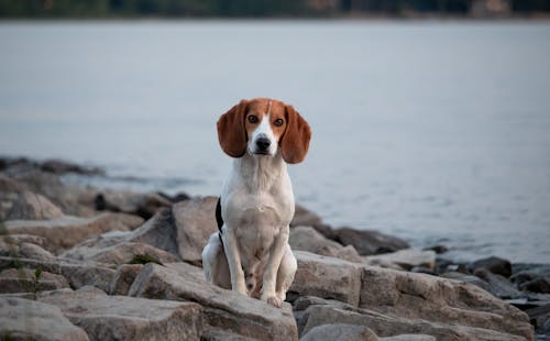 Beagle dog sitting on the rocks near the water. Selective focus.
