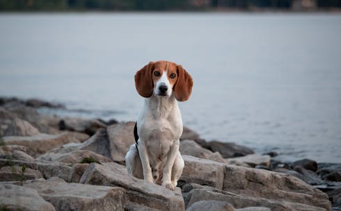 Tricolor beagle sitting on rocky lakeshore. Ideal for pet and nature themes.