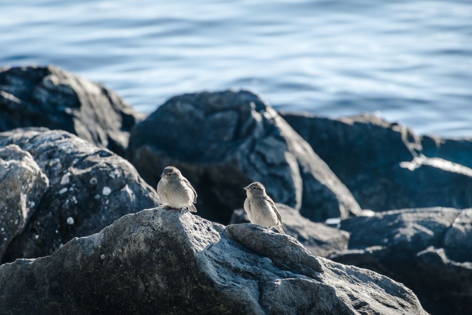 Two sparrows perched on rocks by Lake Geneva, capturing tranquil wildlife moments.