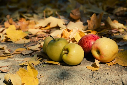 Apples among Autumn Leaves