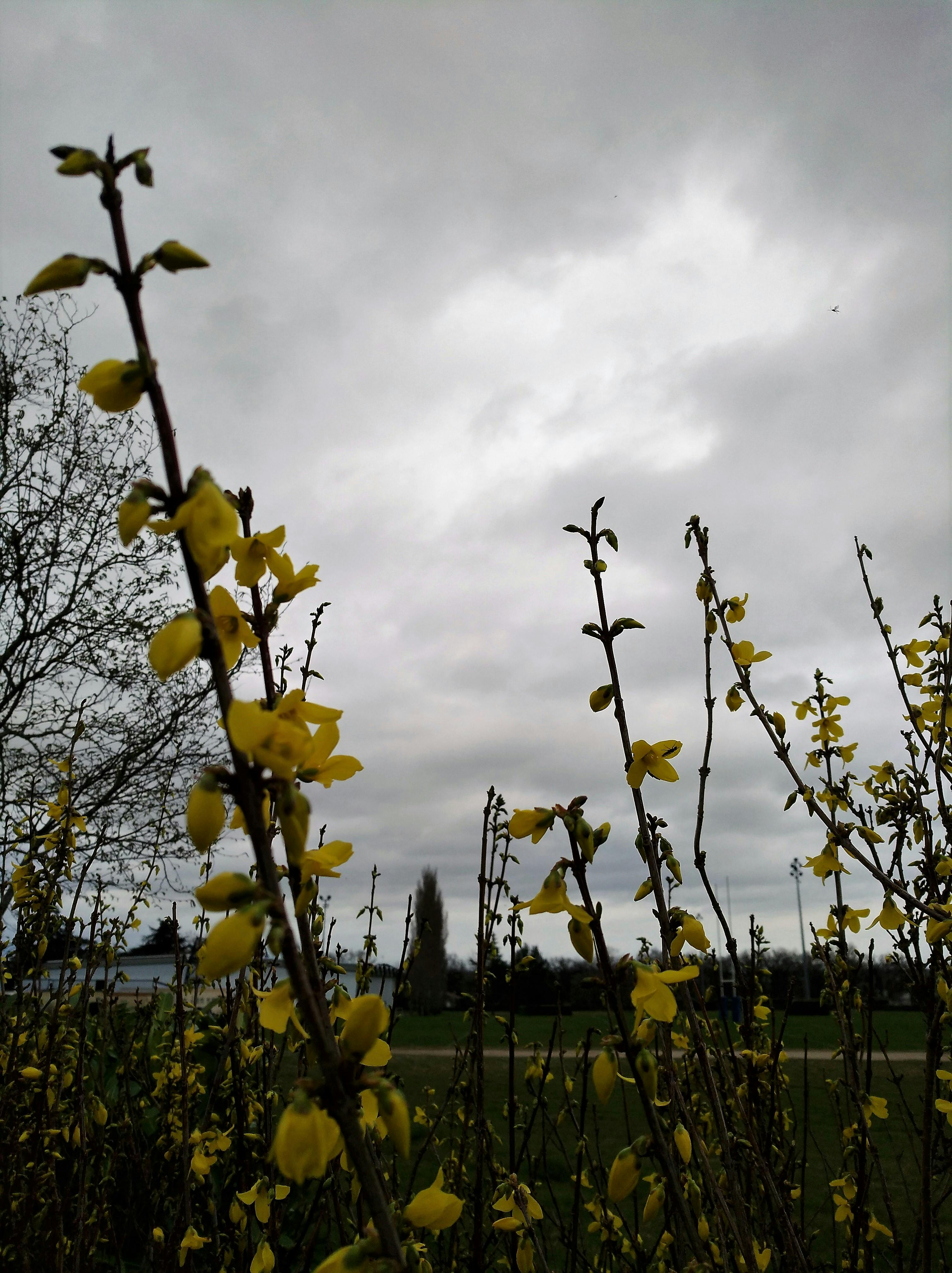 Free stock photo of Forsythia sunny flowers in a cloudy sky, nature
