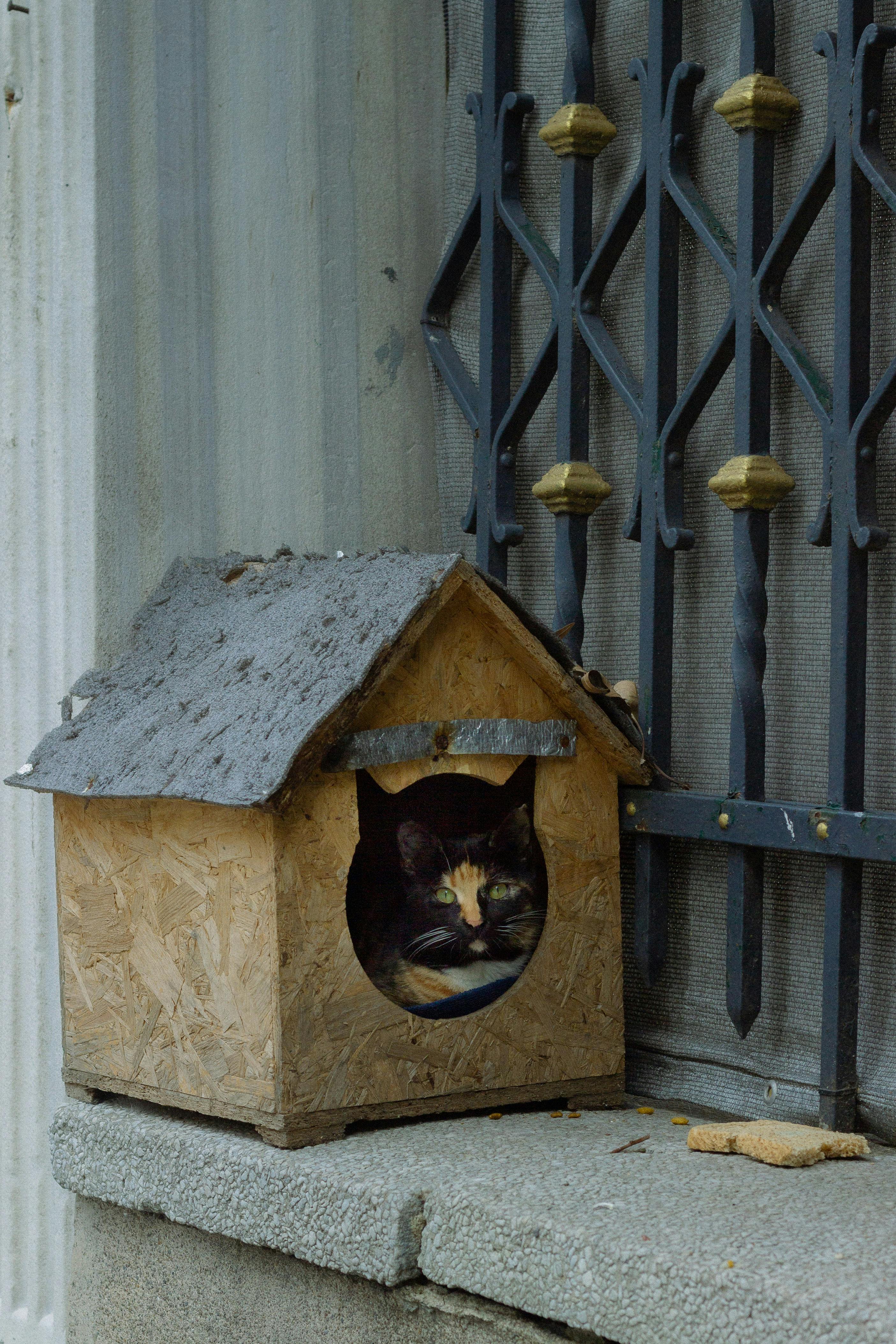 cat in wooden house