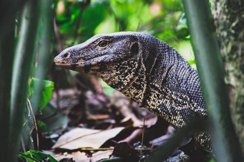 Lagarto Monitor Negro Y Beige En El Bosque