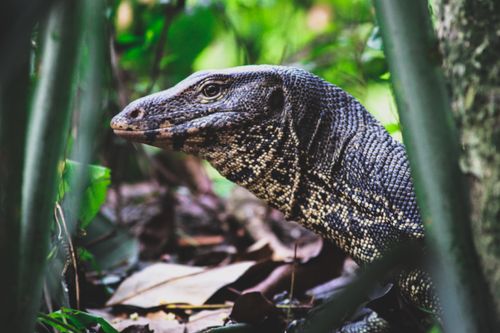 Free Detailed shot of a monitor lizard viewed through green jungle foliage. Stock Photo