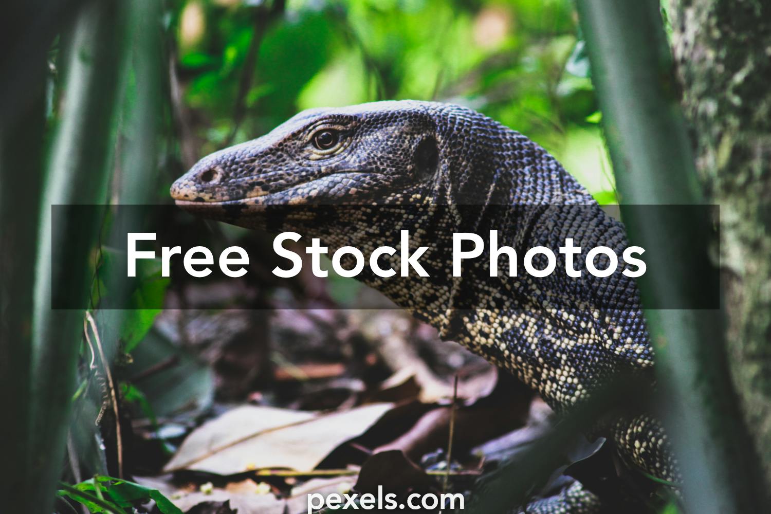Dragon Scales Stock Photos, Images and Backgrounds for Free Download