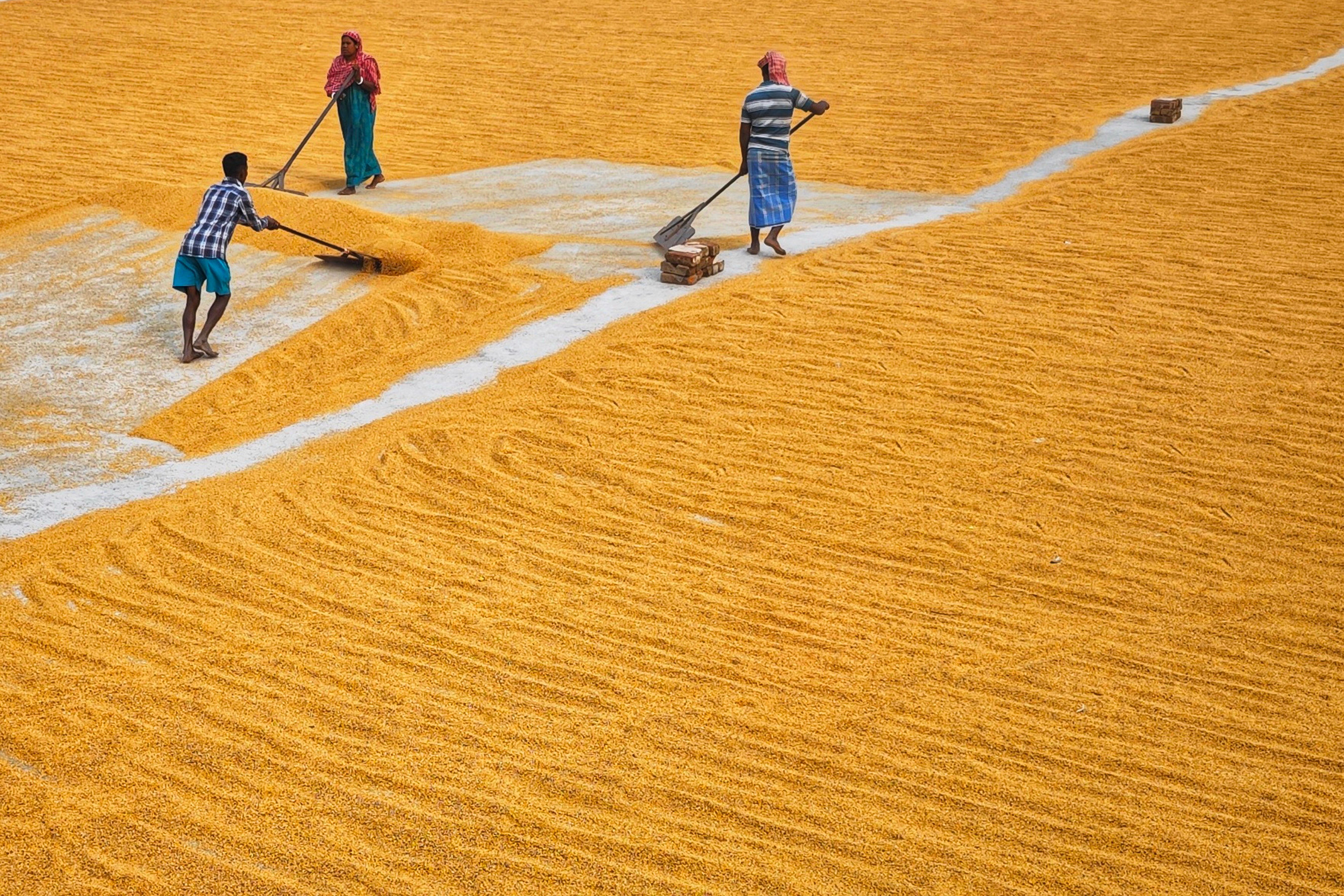 People Preparing Rice · Free Stock Photo