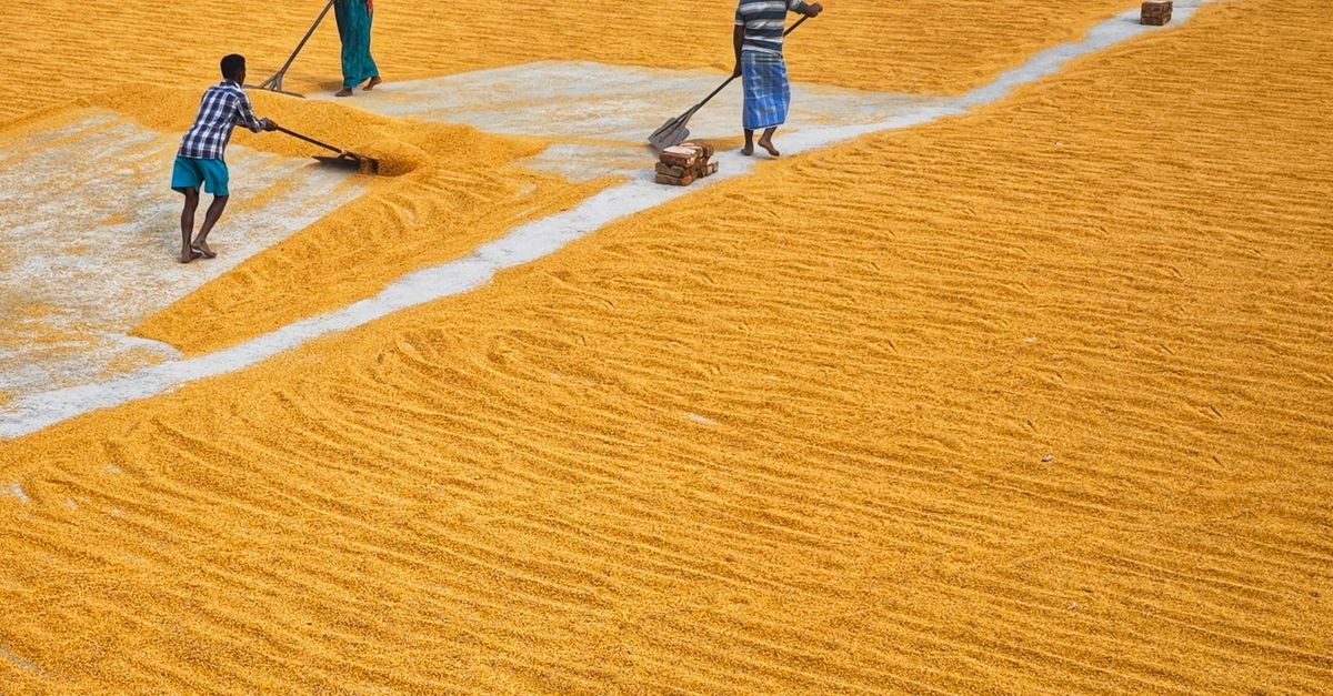 People Doing Rice People Preparing Rice · Free Stock Photo
