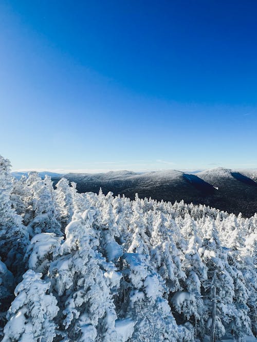 Foto d'estoc gratuïta de bosc, hivern, muntanyes