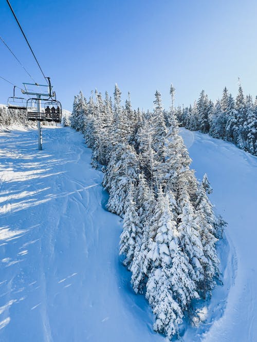 Ski Lift Next to Coniferous Forest