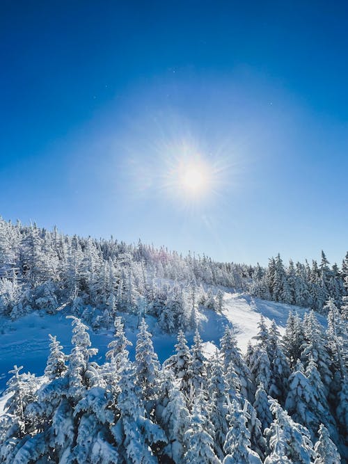 Immagine gratuita di foresta, inverno, montagna